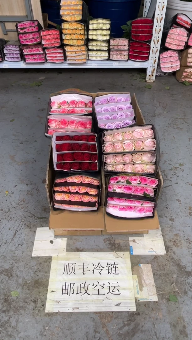 朱小姐20枝+高原红20枝+艾沙20枝+洛神20枝+粉红20枝+海洋+黄莺