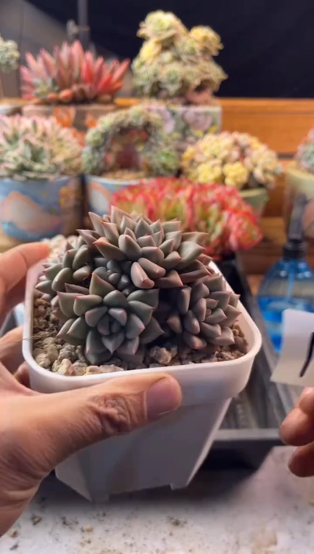 19黄金象牙11111111111111111111111