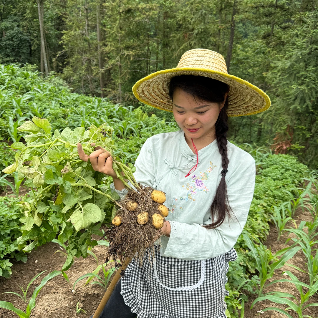 【马尔科小土豆】湖北土家新鲜现挖高山农家自种黄心土豆马铃薯粉糯