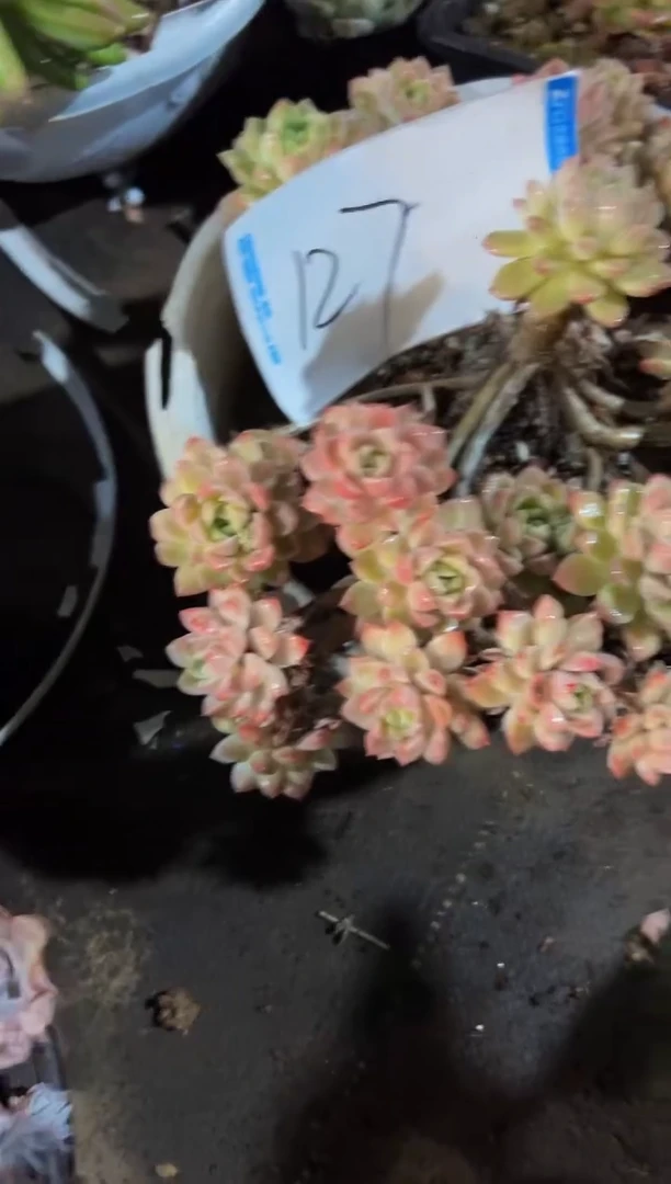 【闪购商品】127好一物一拍