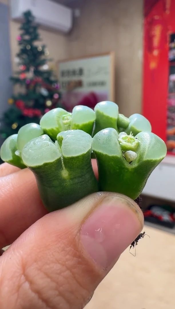 【闪购商品】19-9墨绿体白窗一颗