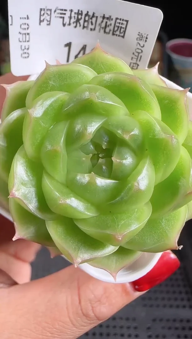 1030-146麦秆不包整哦P3-71珍妮体