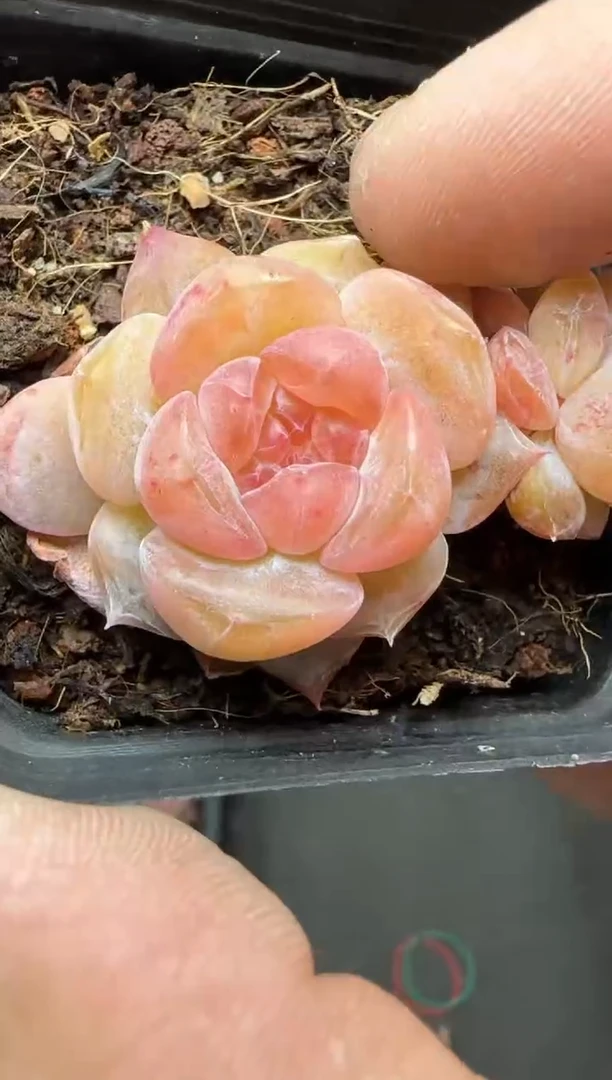 【闪购商品】一物一拍0216—383