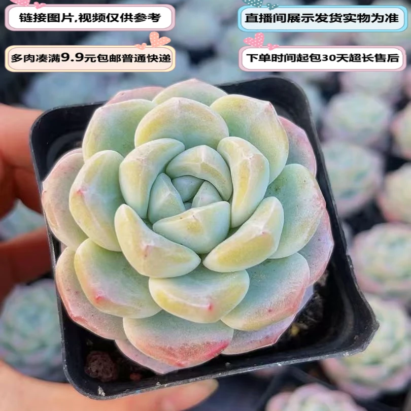 冰玉（多肉植物）以直播间展示为准云南基地源头直发新手好养