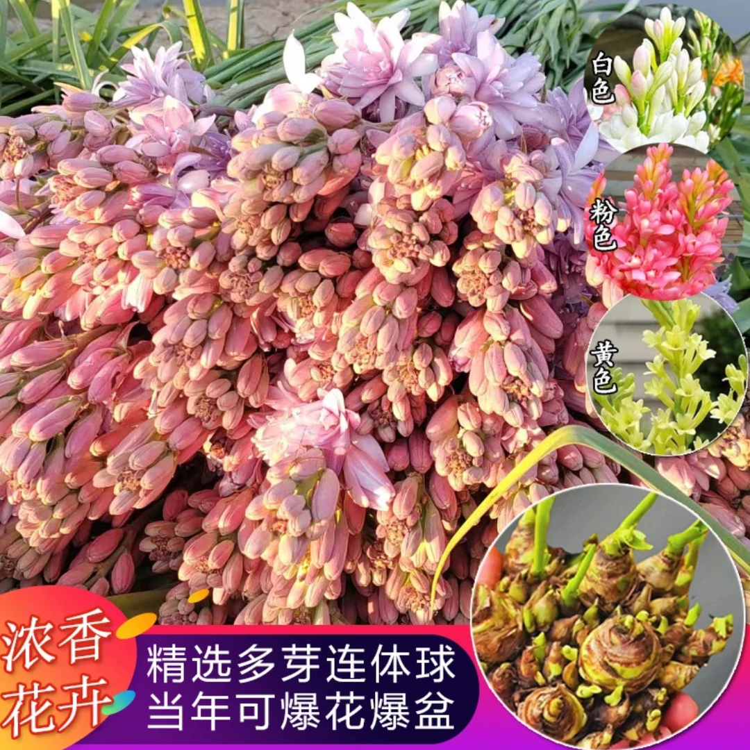 【浓香重瓣晚香玉】多年生开花阳台庭院盆栽大花球根