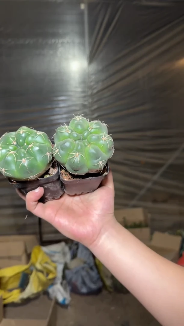 2颗 趴刺 高木海王【实生根】