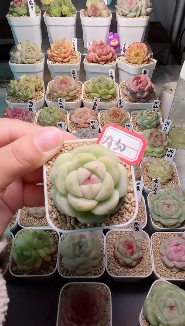【闪购商品】A30避光珍妮一物一拍