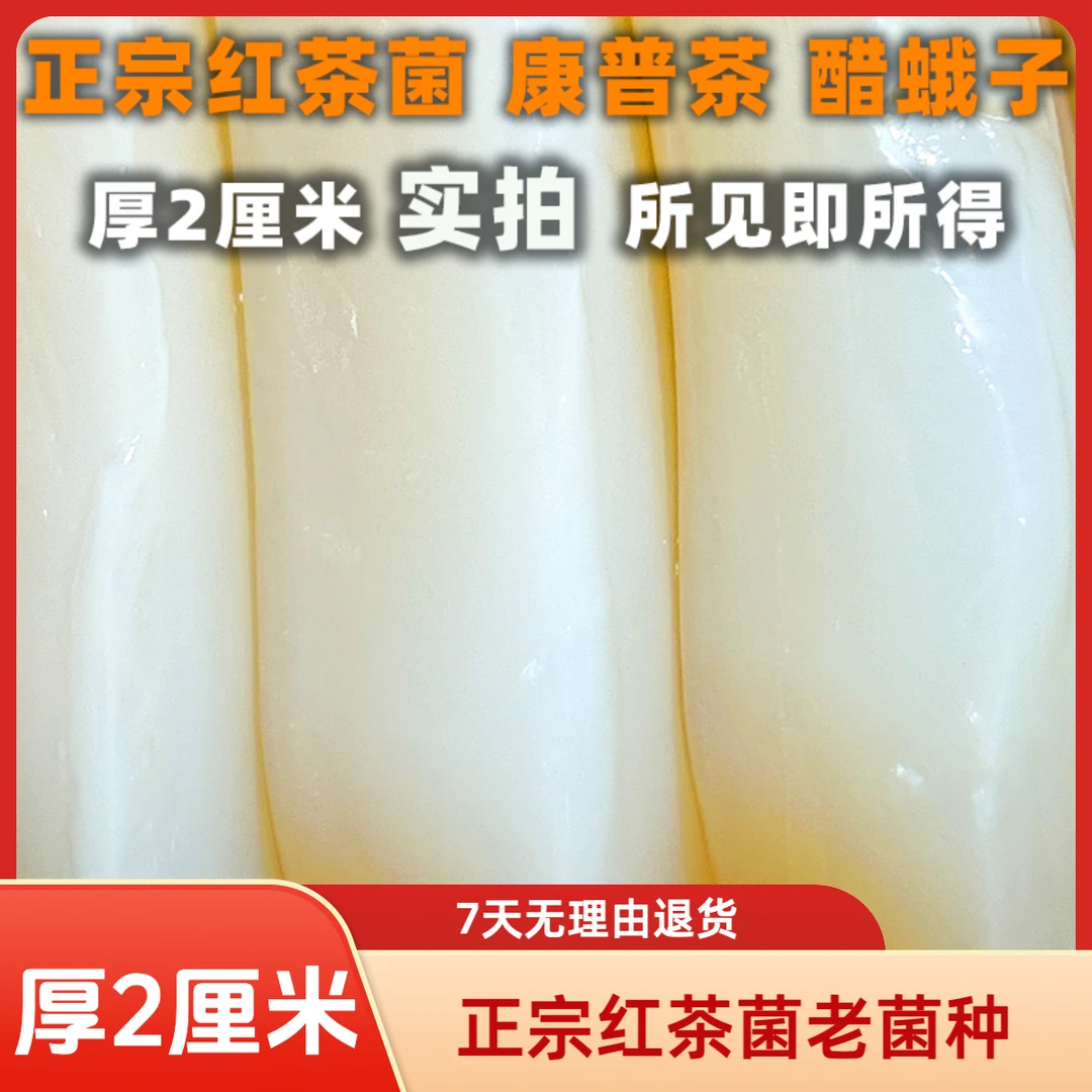 红茶菌老菌厚2厘米酵素妈妈全套老菌种醋蛾子海宝胃宝菌