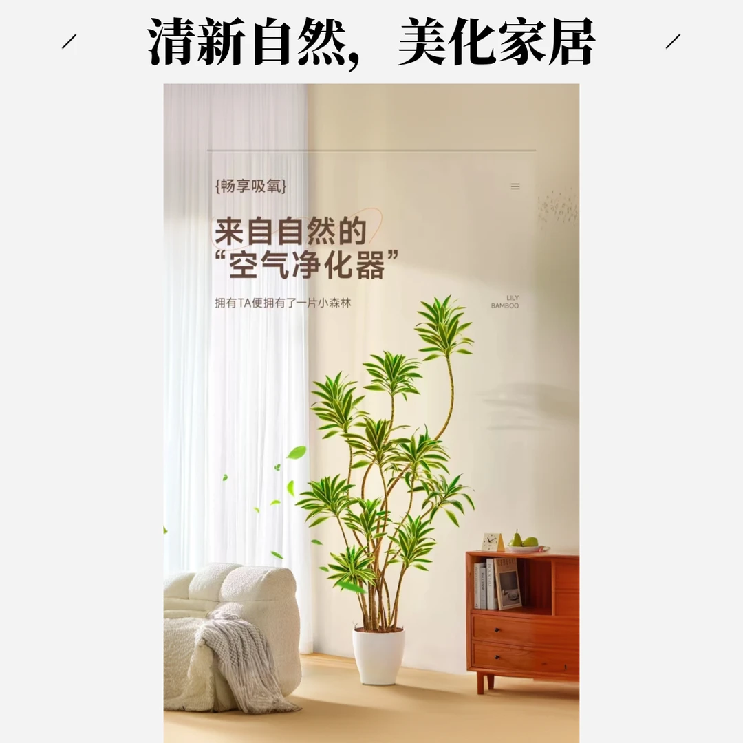金心百合竹室内种植盆栽净化空气大型四季常青好养网红植物