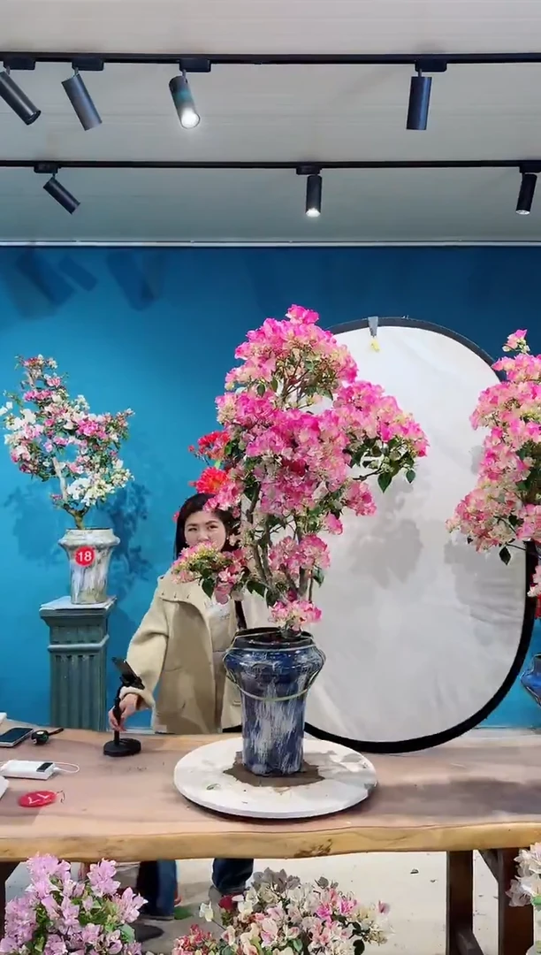 无花朵禅*绿叶樱花三角梅