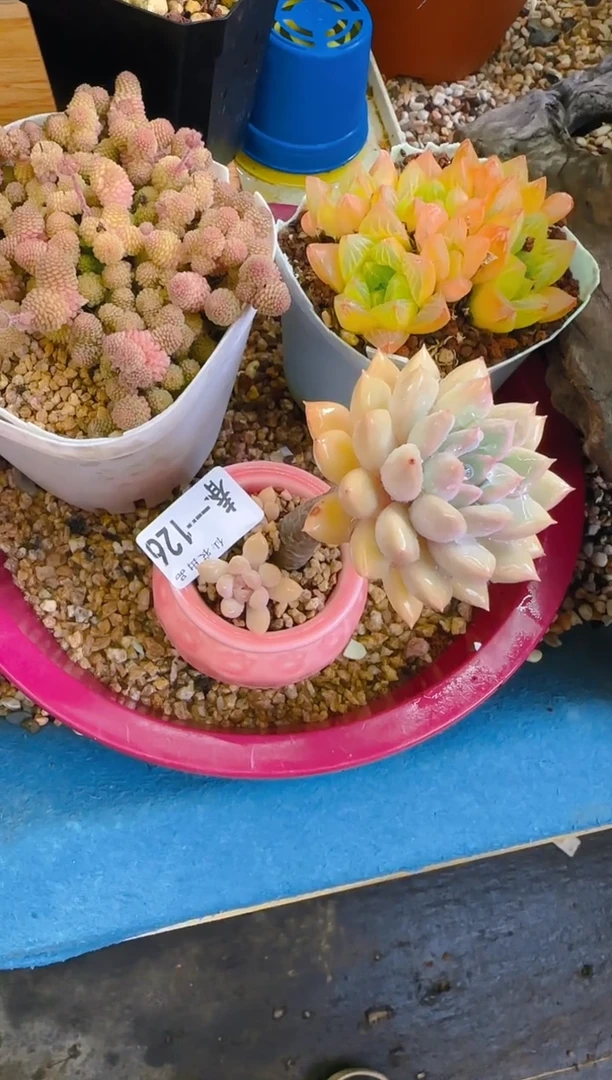 【闪购商品】春—126—仙农（荷）带盆