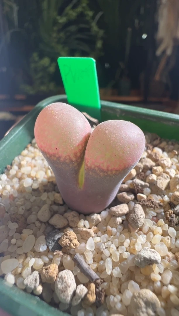 156-pnsp4.5年...2.0（玫瑰粉）