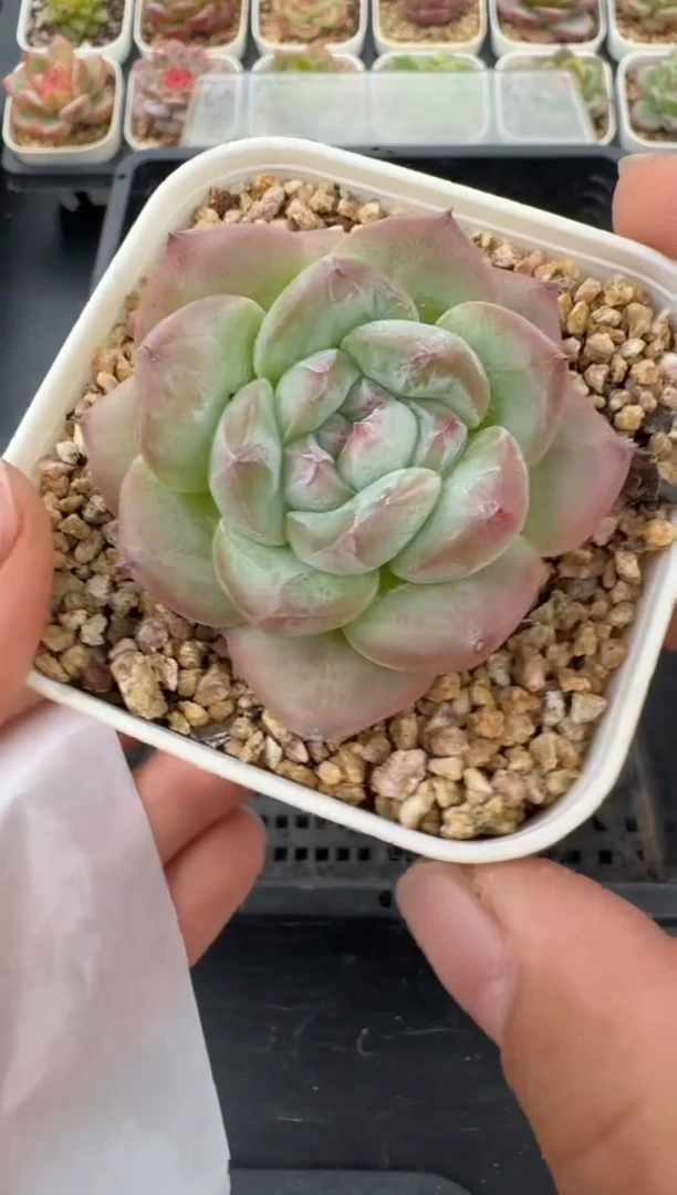 764H云禹多肉植物 带盆土纸巾打包 当天拍3颗包邮