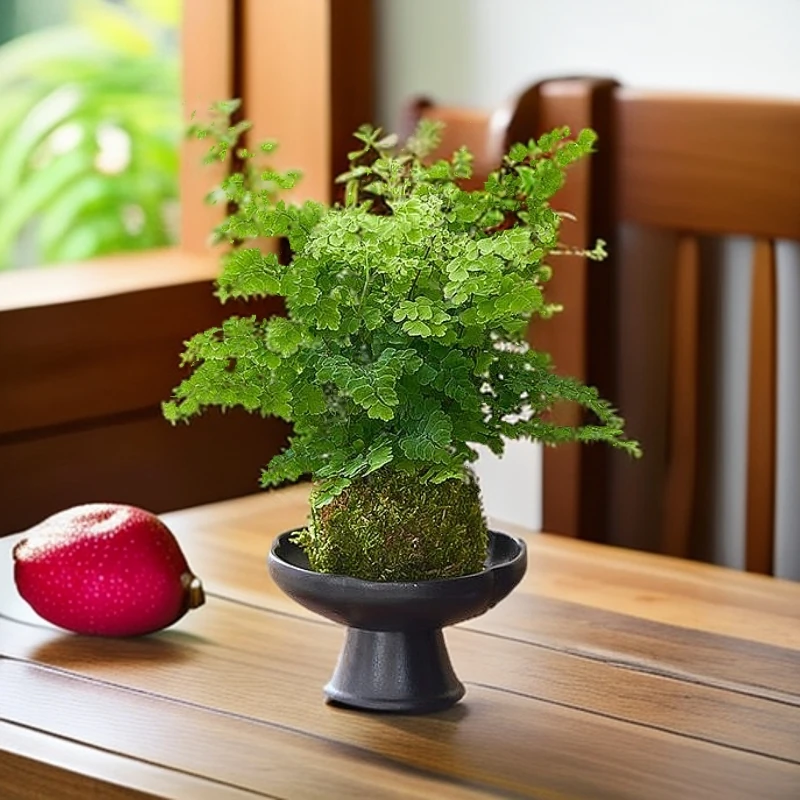 铁线蕨苔藓球室内绿植净化空气耐阴好养四季常绿水培水养易活花卉