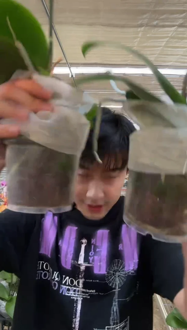 完全开放B级香恋博格丽2棵