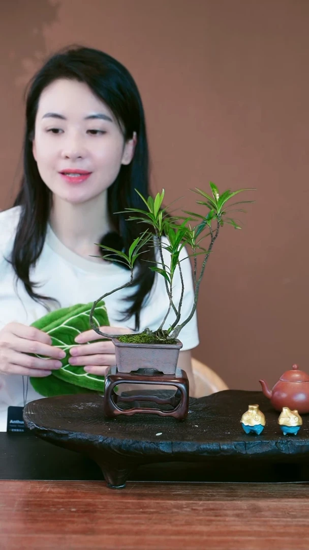 无花朵小*栀子花盆景盆景盆景