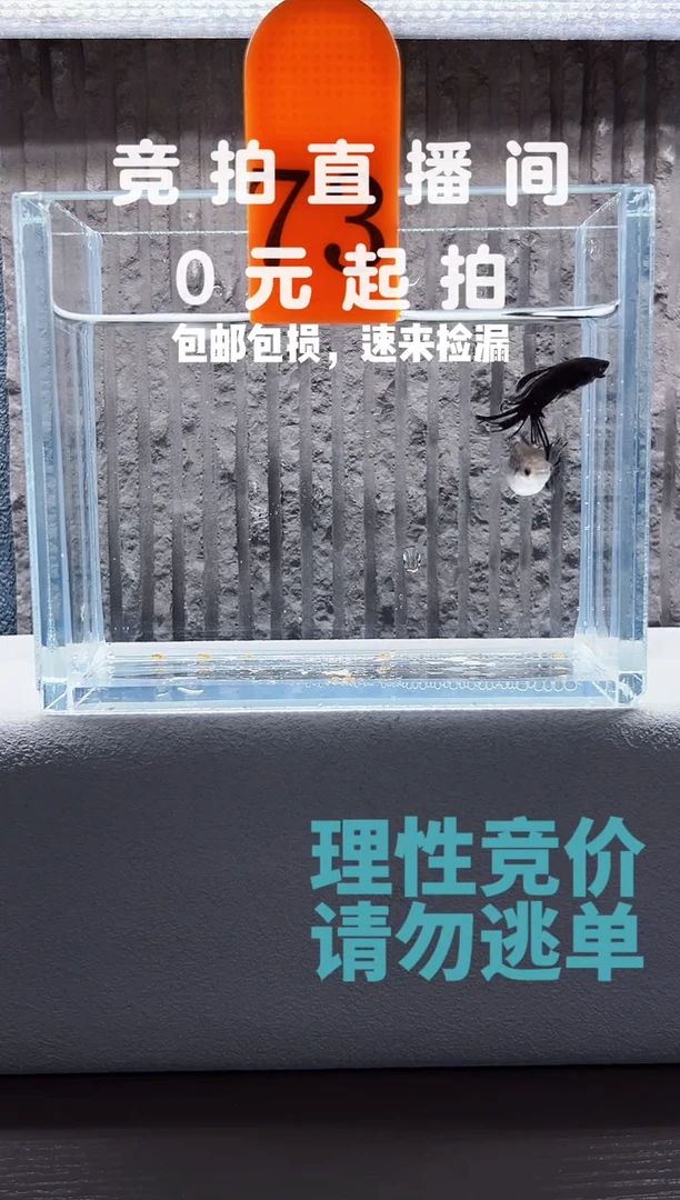 孔雀鱼毒液墨蓝冠尾一对带胎编号73