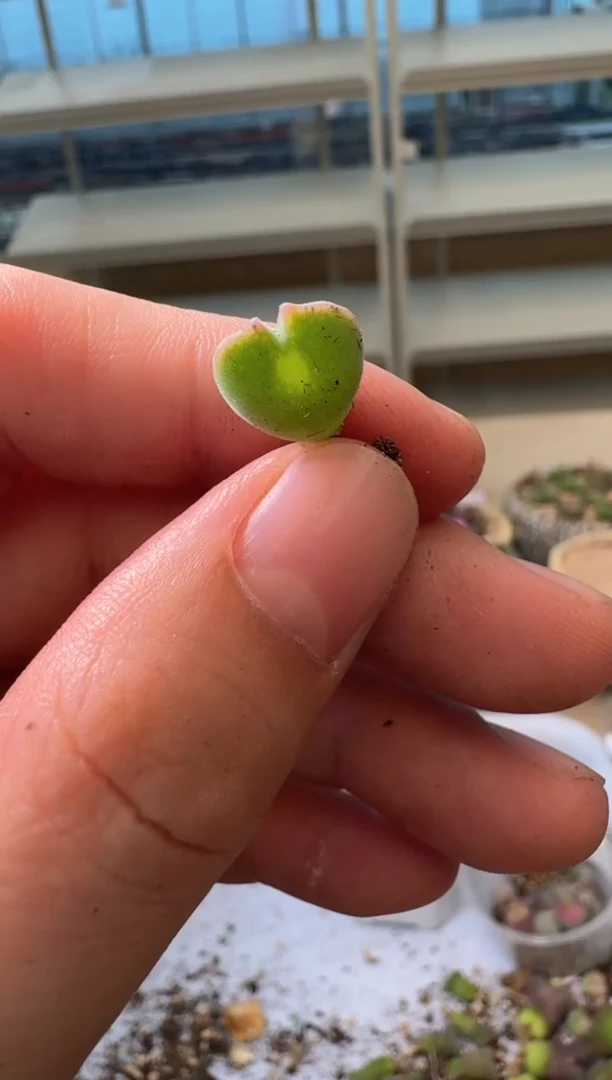 每****?28-371多肉植物肉锥粉姬