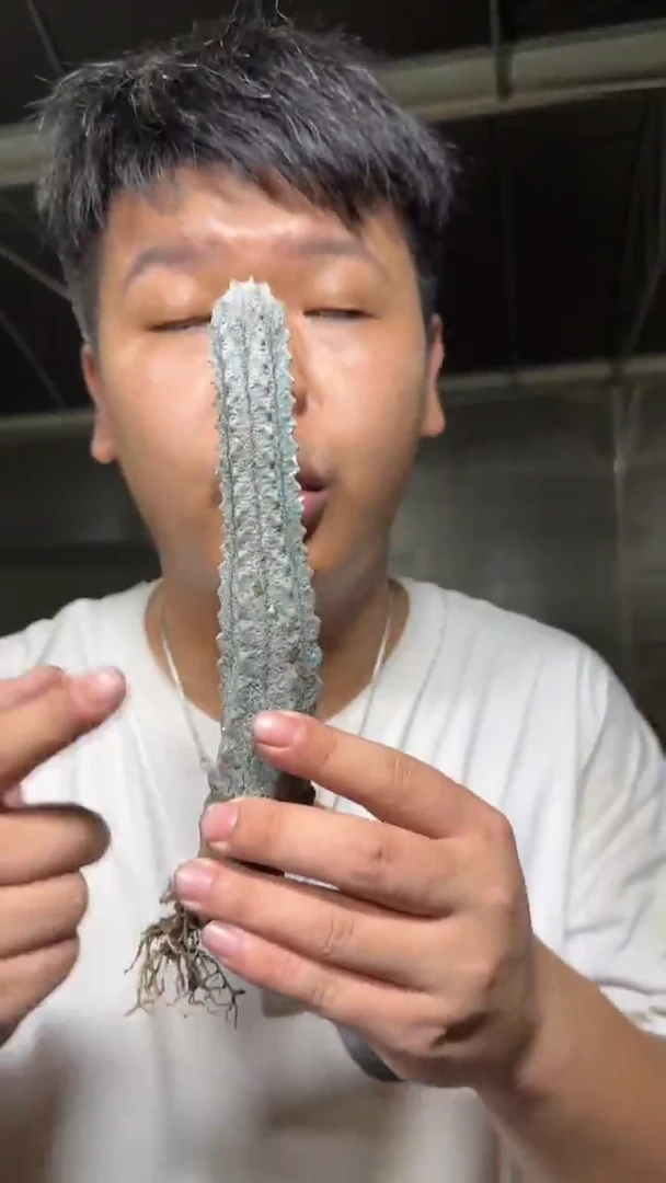 单头 亚迪麒麟【带根】高10cm+