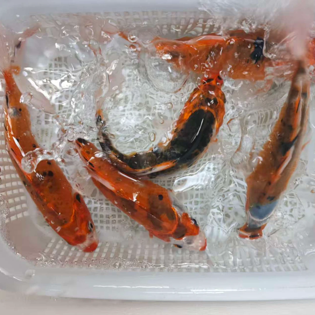 16号 花色锦鲤随机5条  10-12公分 好养 冷水鱼