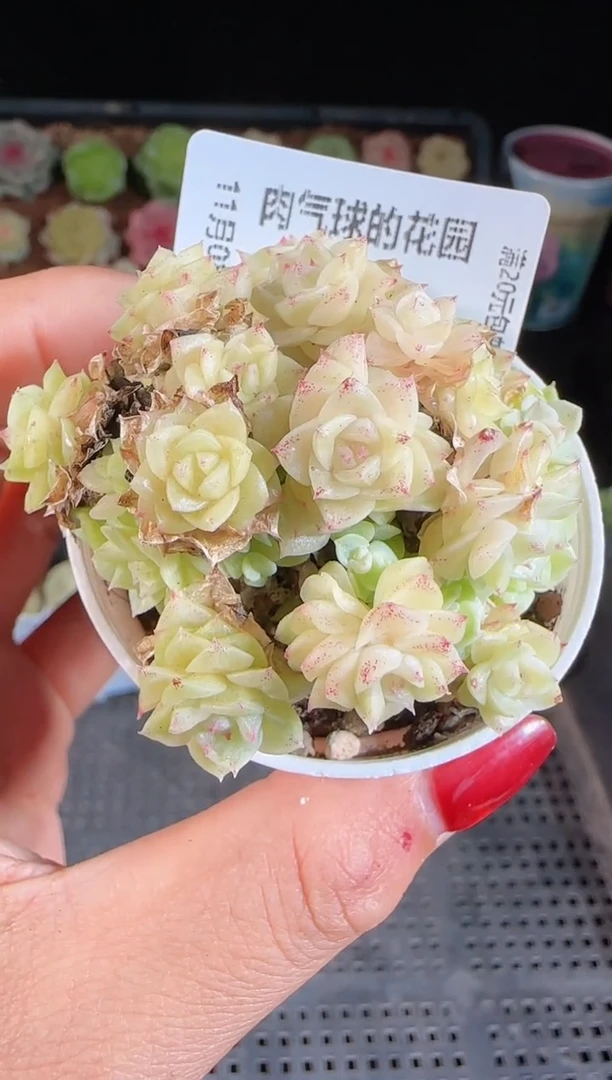 1108-167麦秆群不包整