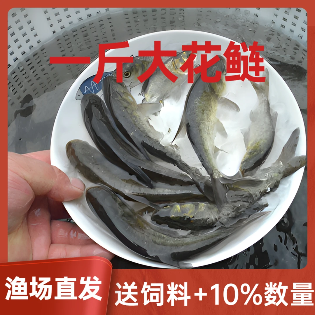 花鲢鱼淡水养殖食用活鱼胖头特大鲢鳙雄鱼冷水观赏大头鱼