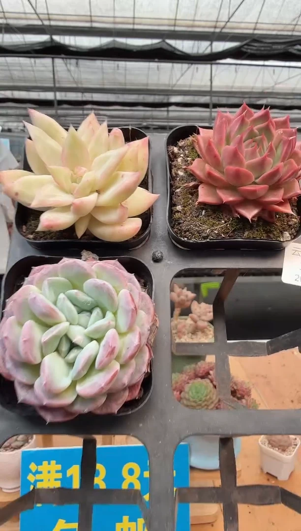 东云多肉园二店-157