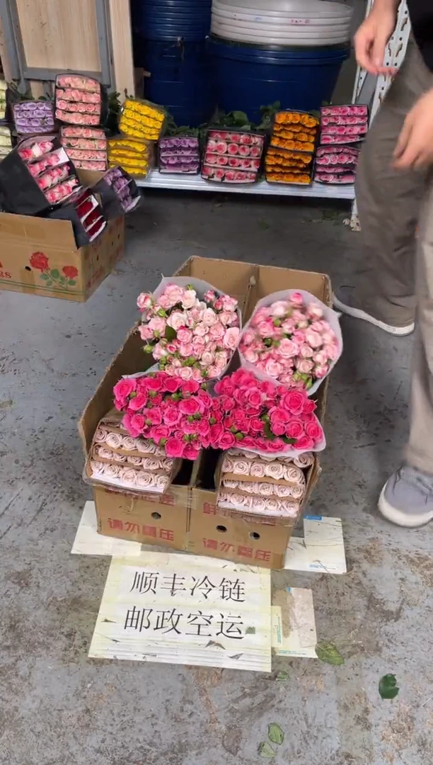 曼塔20枝+苏菲10枝+折射10枝