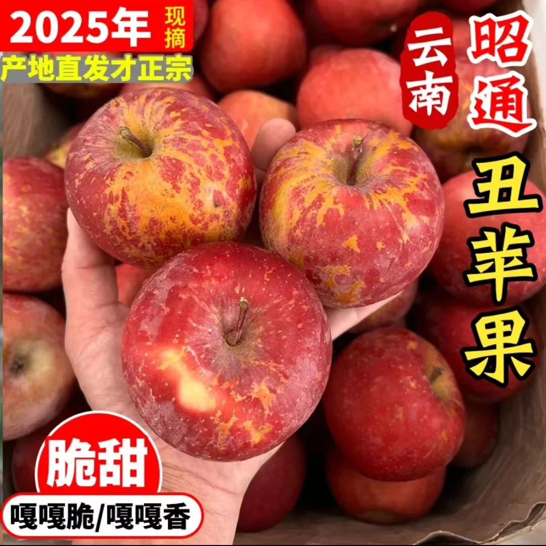 正宗云南昭通2025年应季冰糖心丑苹果新鲜现摘脆甜多汁水果