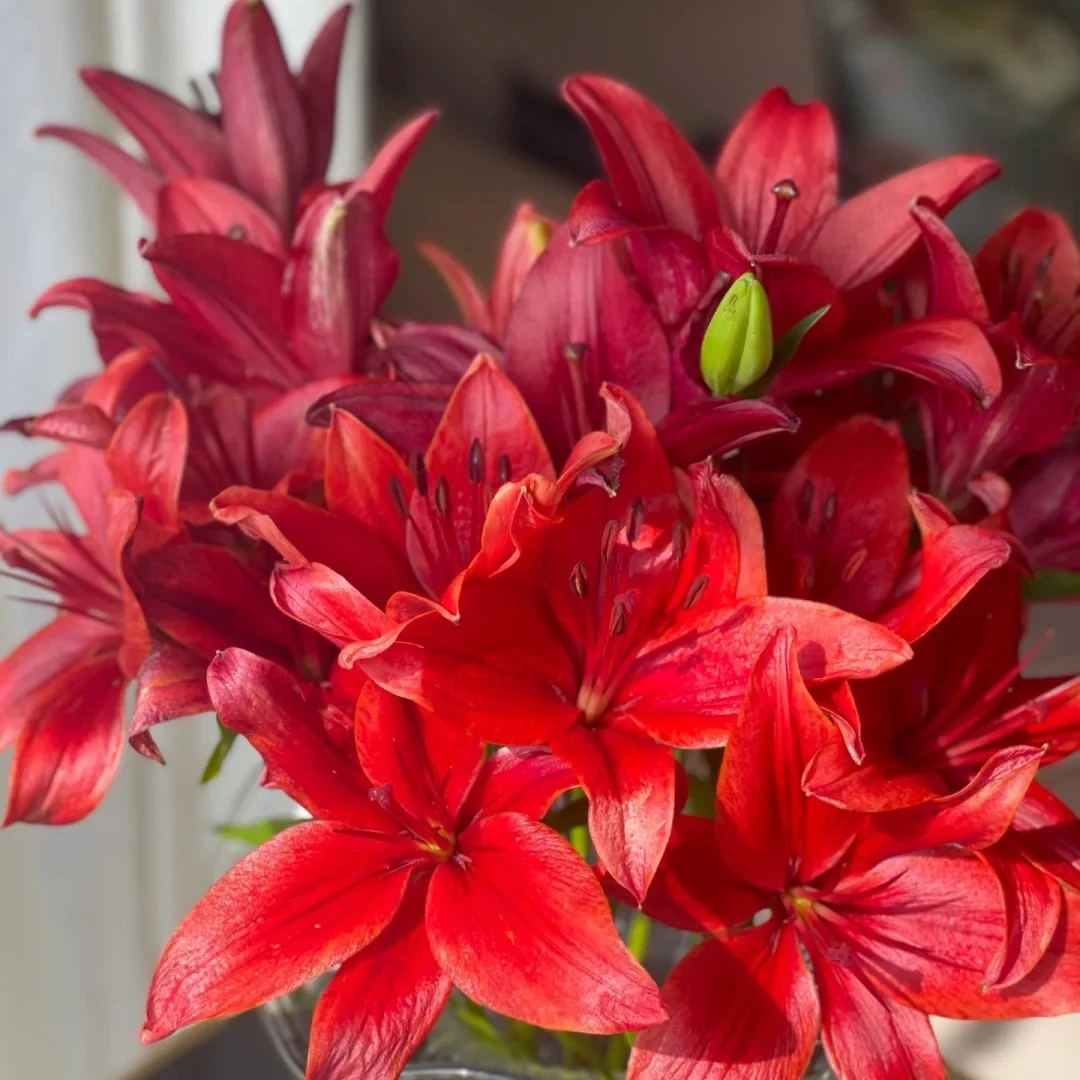 【半岛花铺】红色黎明鲜切百合云南基地直发