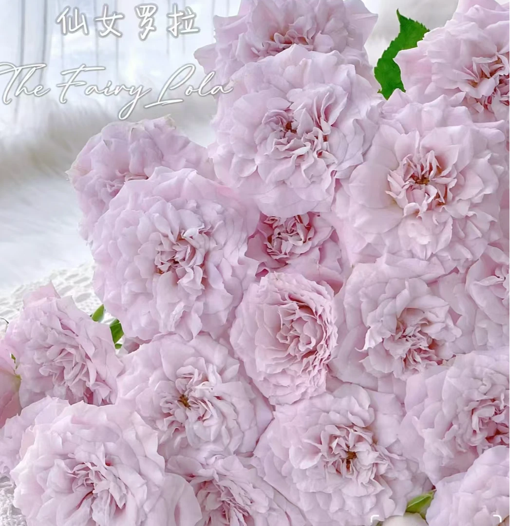 【仙女罗拉稀有多头玫瑰】云南鲜花基地直发