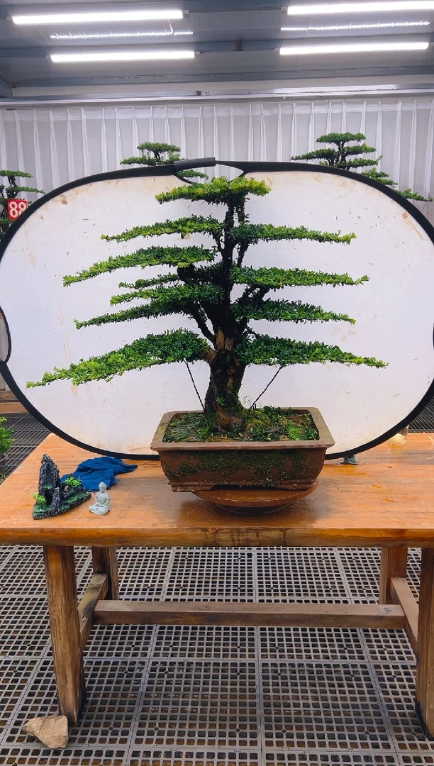 无花朵精品盆景直播间一物一拍