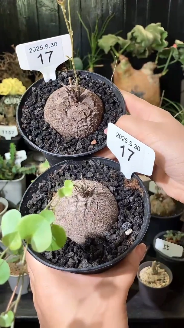 17号930福利南非龟甲龙买1个送1个