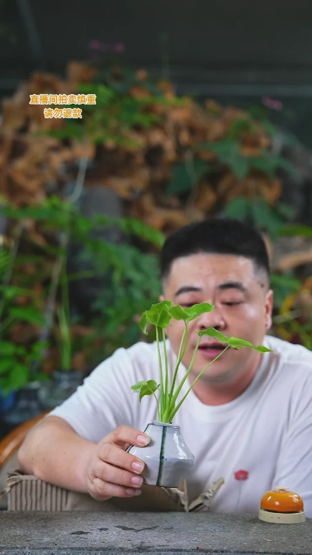 当前无花栽培后可以开花小天使115T