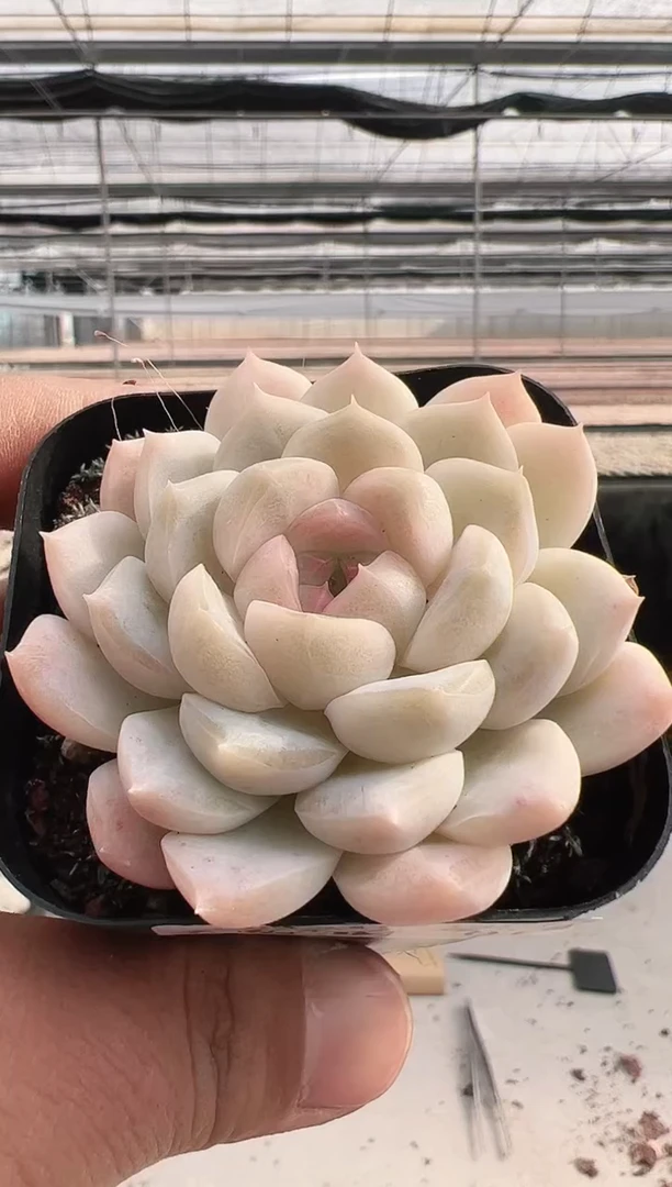 【闪购商品】月露-1