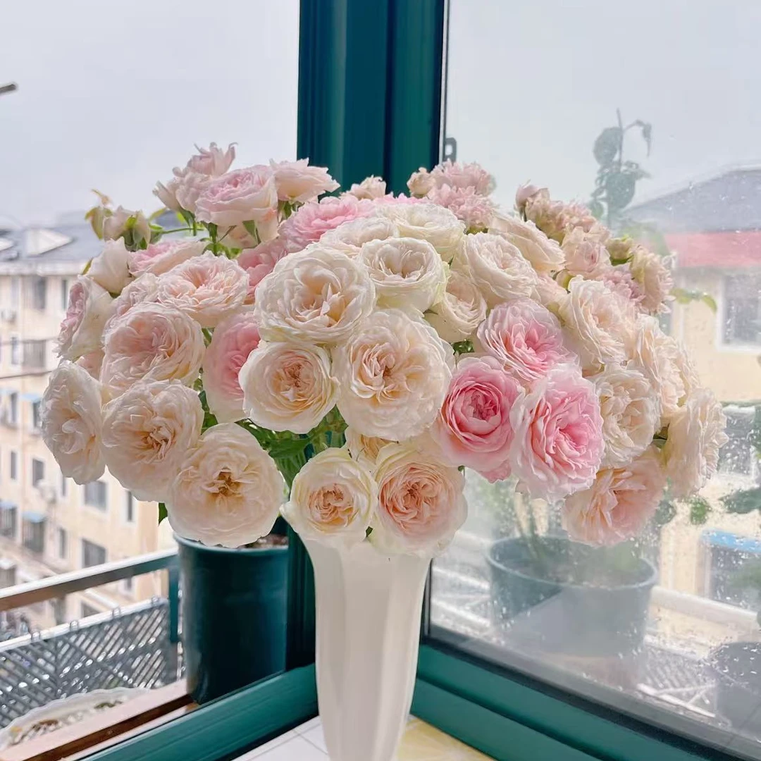 花间公主多头玫瑰【两单及以上升级顺丰】云南鲜花  家庭插花