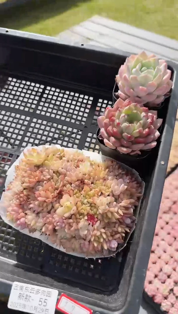 东云多肉园新款-55