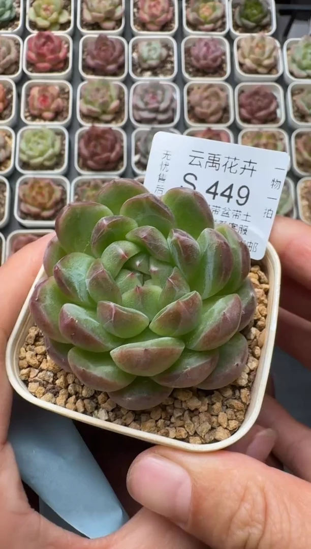 449S带盆土发 当场拍3颗以上包柚 多肉植物 一物一拍