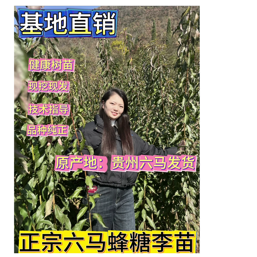 蜂糖李树苗贵州六马发货1年2年3年苗基地批发果树苗一物一拍包邮