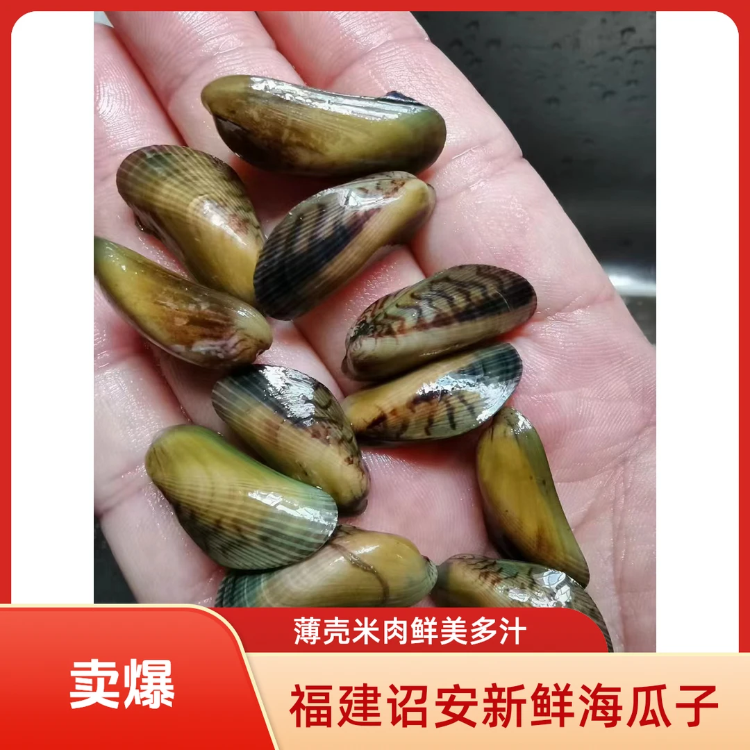 福建诏安新鲜海瓜子薄壳米鲜活海鲜现捕发货送金不换