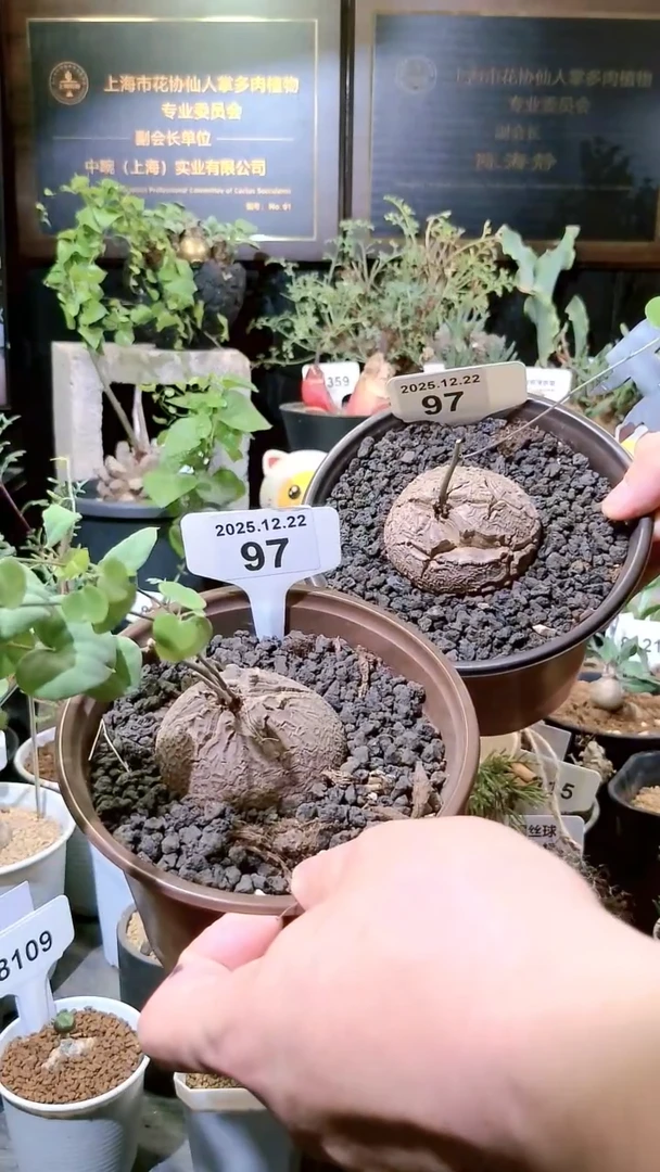 97号1222福利南非龟甲龙买一送一