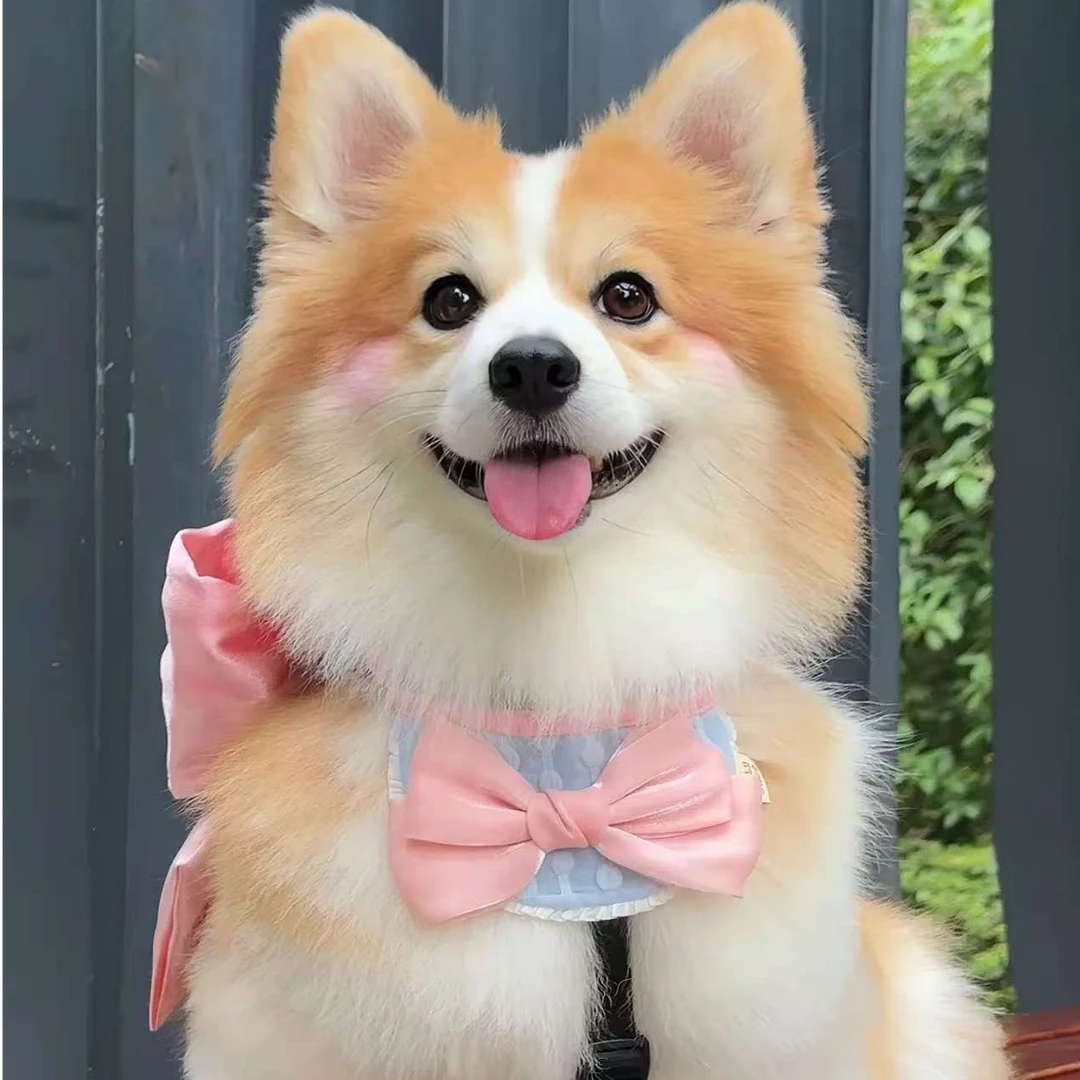 新（佑佑家）狗狗 活体