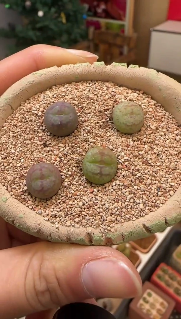 【闪购商品】23-45猴脸一颗