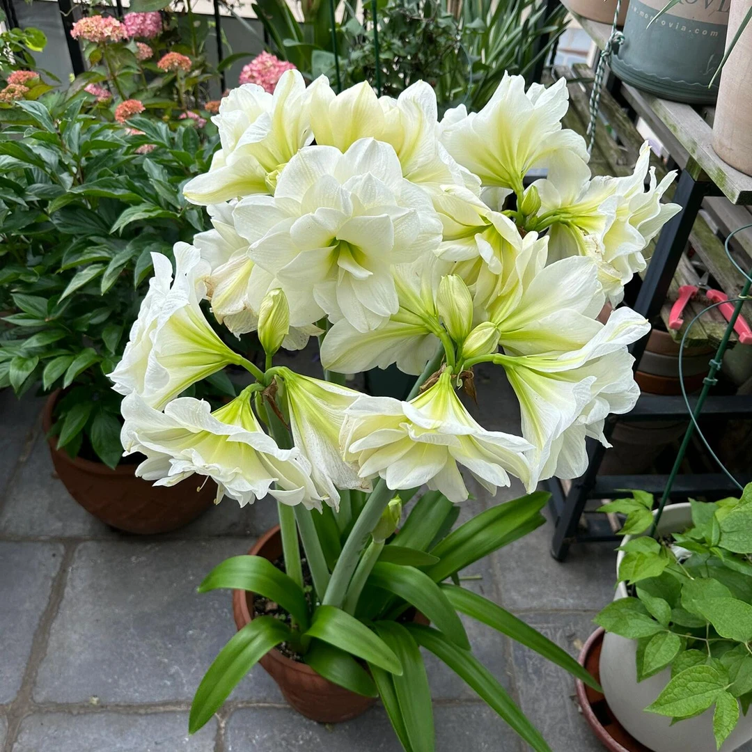 百萌阿芙雷朱顶红开花种球