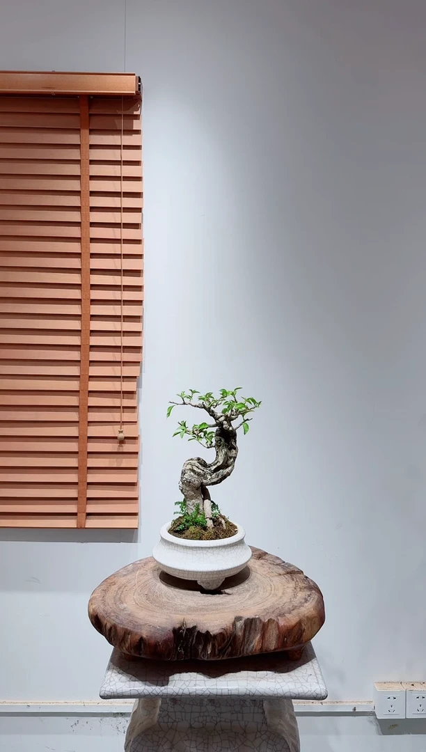 无花朵连*三角梅小叶紫
