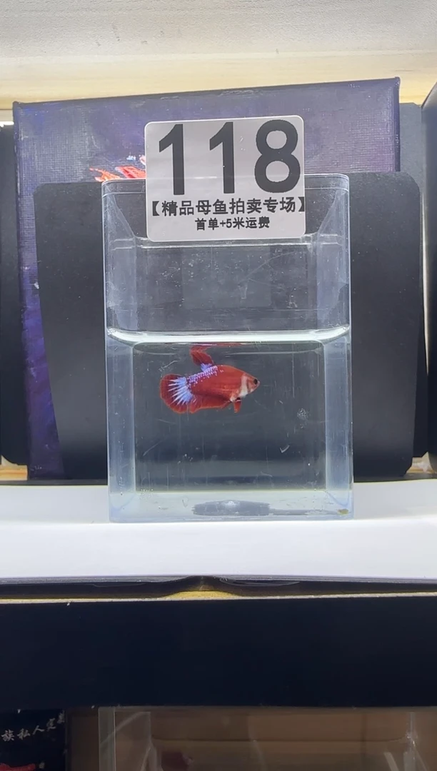 斗鱼母鱼编号：118