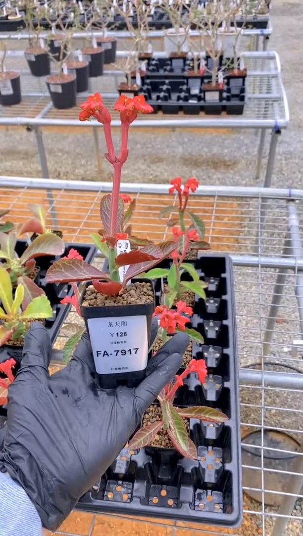 【闪购商品】龙天阁FA-7917