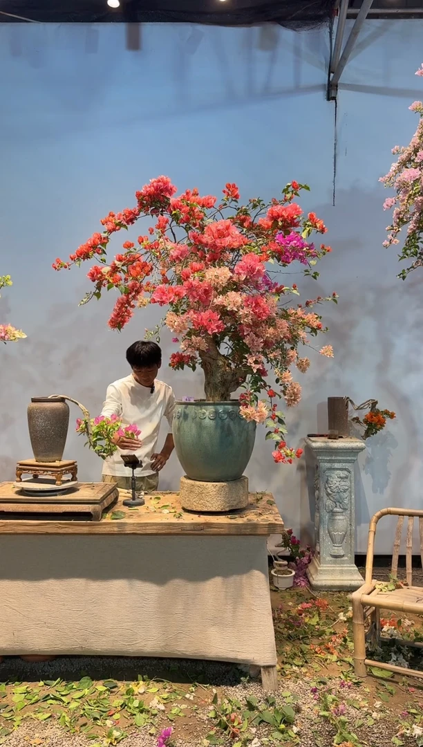 全部花朵漩***。三角梅54