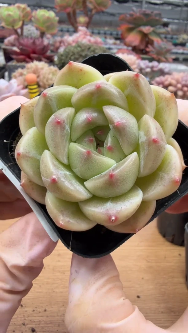 东云多肉园二店-69