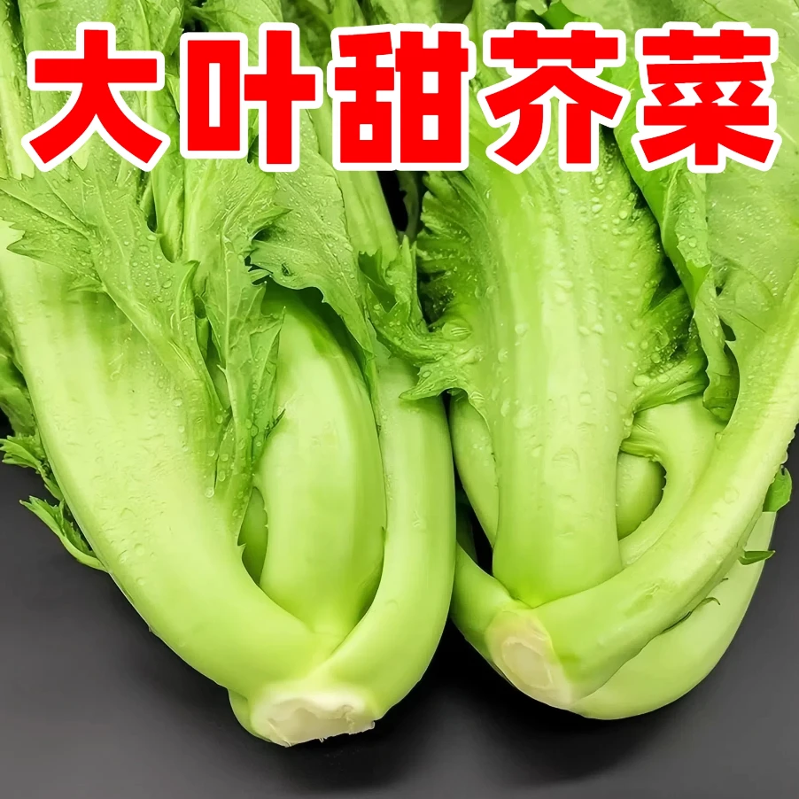 【大叶甜芥菜种子】家庭阳台小院四季种植盆栽地栽易种易活